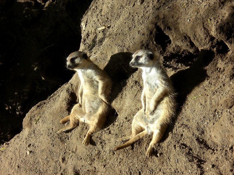 Old Man Meerkats