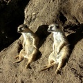 Old Man Meerkats