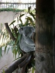 Koala Bear