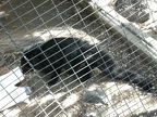 Bearcat