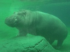 Underwater Hippo