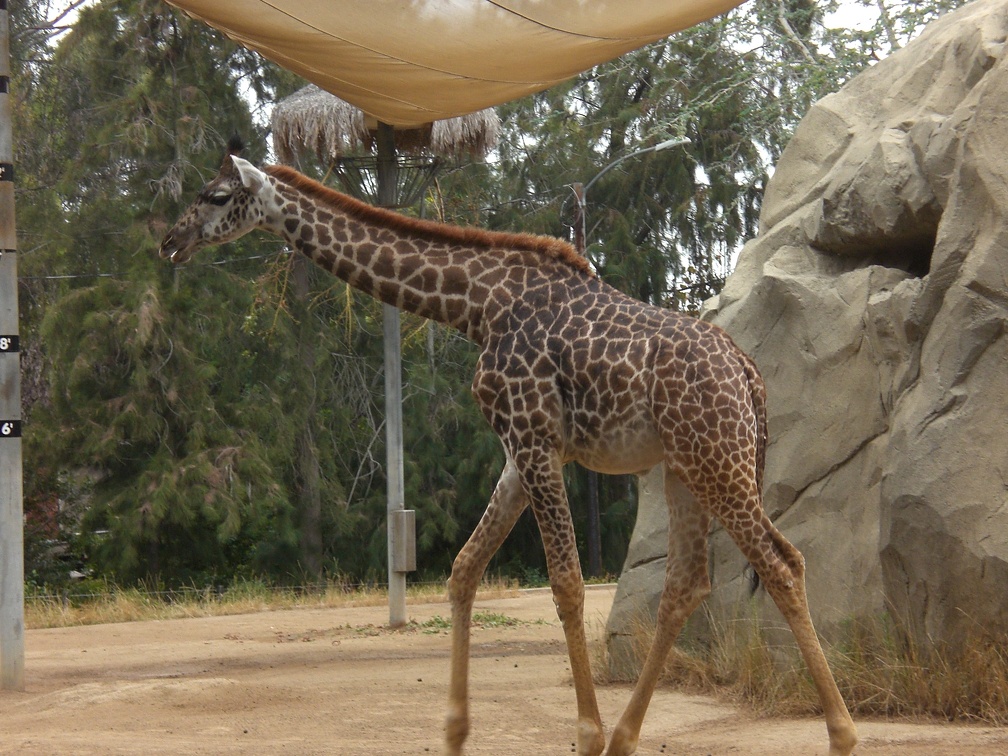 Giraffe on the move