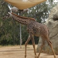 Giraffe on the move