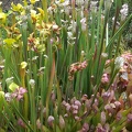 Carnivorous Plants