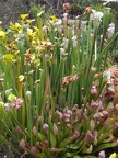 Carnivorous Plants