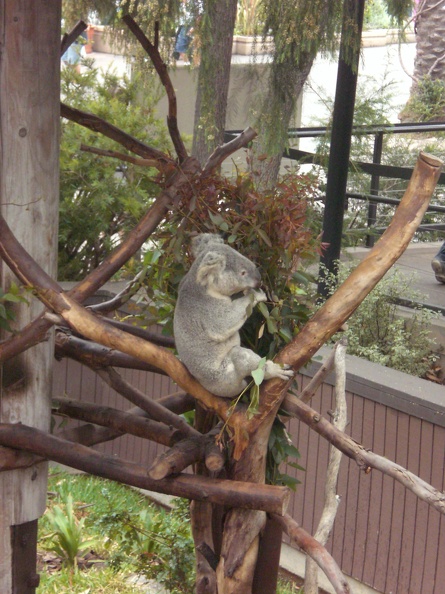 An Awake Koala Bear!