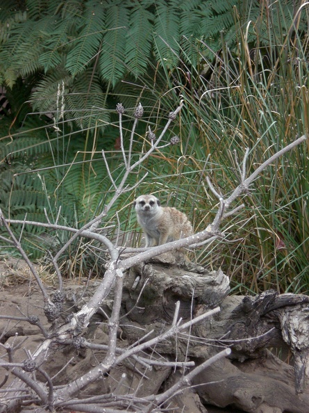 Meerkat on watch