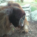 Orangutan Eats