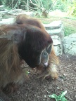 Orangutan Eats