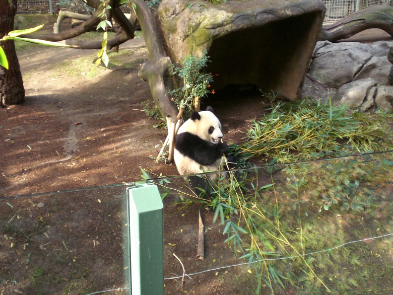 Panda Lunch