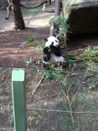 Panda Lunch III