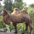 Christmas Camel