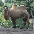 Camel says, "hello"