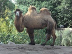 Camel says, "hello"