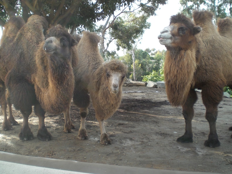 Camels!