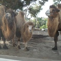 Camels!