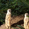 Meerkats!