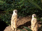 Meerkats!