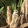 Meerkat Disagreement