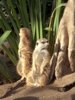 Meerkat Disagreement