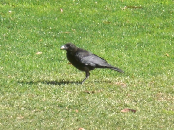 Yo, this is the bird man...