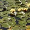 Water Lillies