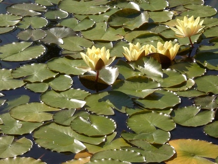 Water Lillies