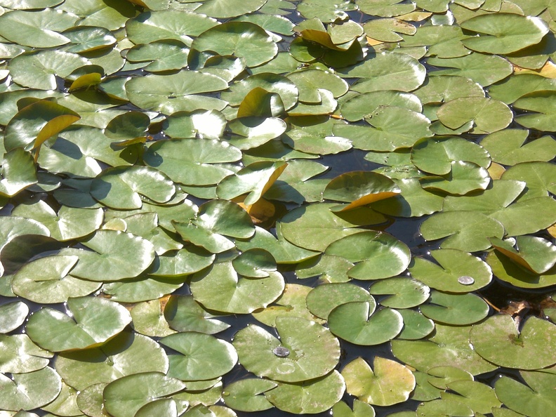 Lily Leaves