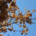 Flowering Tree