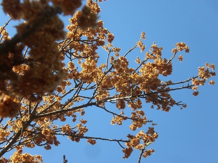 Flowering Tree