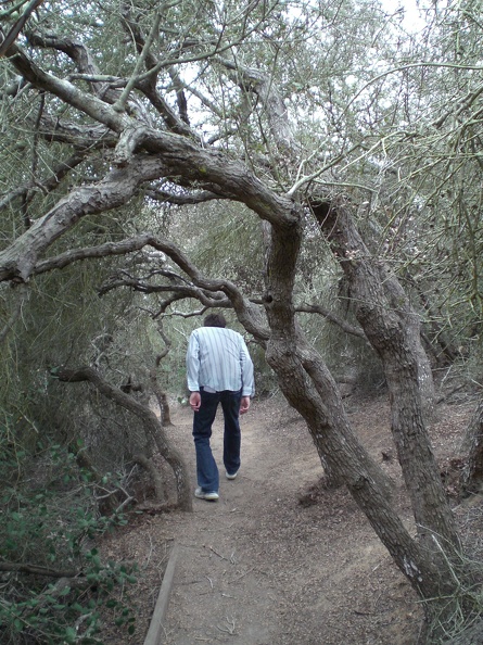 Torrey Pines has a few paths that have really low overhangs, which is fun. The place feels a bit like walking through a hedge maze, as the paths tend to twist around and cross one another. Getting from one point to another is never a straight line. flickr-ginsnob-424710398.jpg