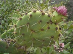 Punk-Rock Cactus