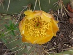 Cactus Flower