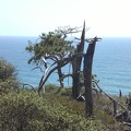 Tree & Sea