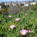 Groundcover on the hill