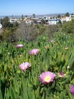 Groundcover on the hill