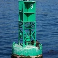 Sea Lion Buoy