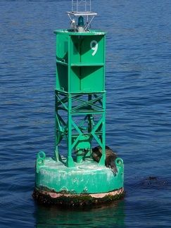 Sea Lion Buoy