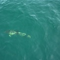 Dolphin Picture 1 of 300