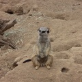 Meerkat!