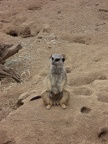 Meerkat!