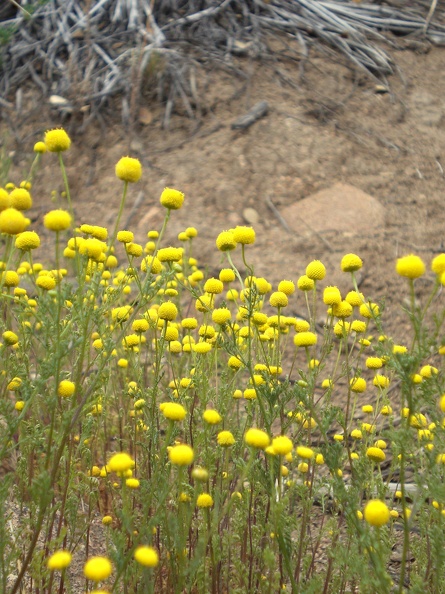 Little.  Yellow.  Round.