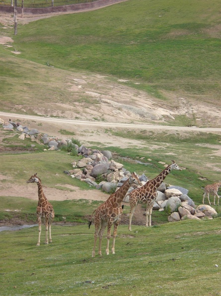 Giraffes