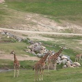 Giraffes