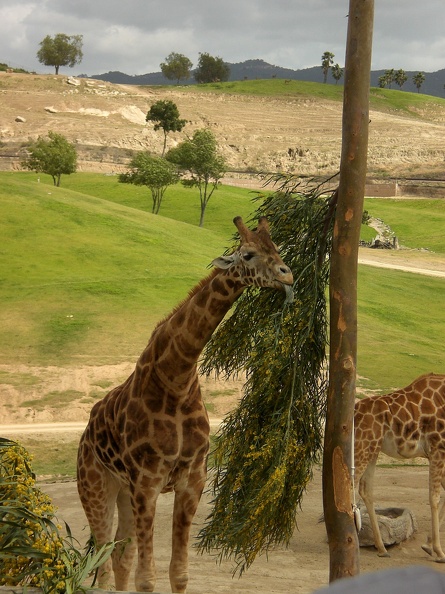 Giraffe Snack