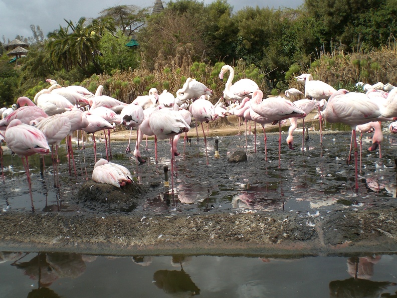 Lesser Flamingos