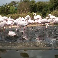 Lesser Flamingos