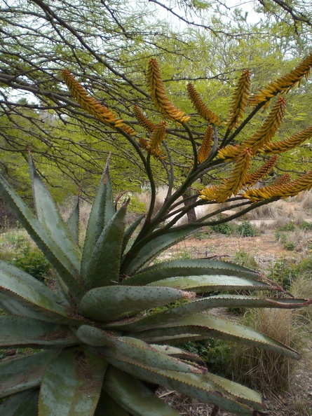 Strange Plant