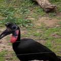 Red Ground Hornbill