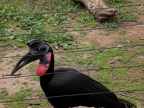 Red Ground Hornbill